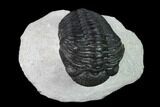 Pedinopariops Trilobite - Mrakib, Morocco #138084-3